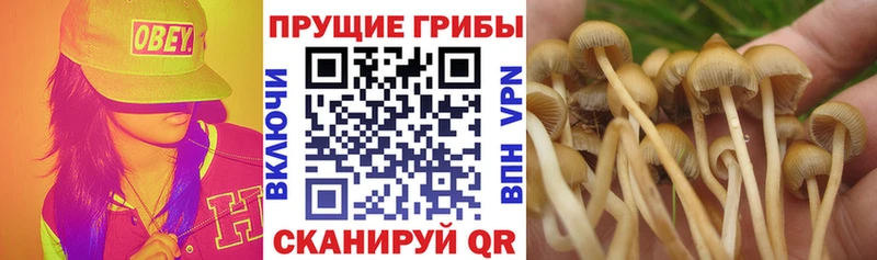 Галлюциногенные грибы прущие грибы  Сусуман 